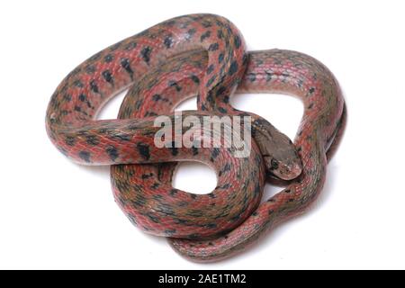 Die karierte keelback (Fowlea piscator), häufig auch als der asiatische Wasser Schlange bekannt. Die Art ist endemisch in Asien. Auf weissem Hintergrund Stockfoto