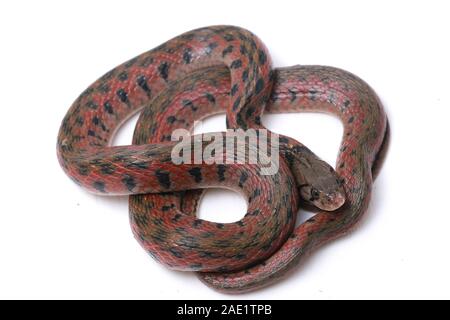 Die karierte keelback (Fowlea piscator), häufig auch als der asiatische Wasser Schlange bekannt. Die Art ist endemisch in Asien. Auf weissem Hintergrund Stockfoto