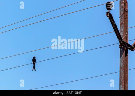 Bird Drongo sitzt auf Draht, Tadoba Wildlife Sanctuary, Chandrapur, Maharashtra, Indien, Asien, Indischer Tadoba-Nationalpark, Andhari Wildlife Sanctuary, Asiatisches Tigerreservat Stockfoto