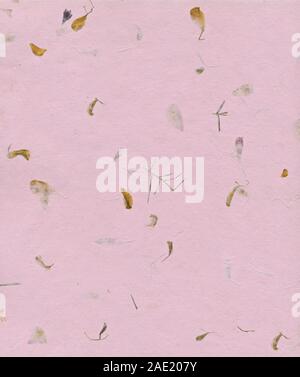 Rosa Papier Hintergrund mit getrockneten Pflanze Stockfoto