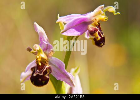 In der Nähe von zwei Bienen-ragwurz Blumen Stockfoto