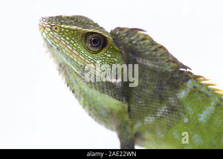 Bronchocela jubata, die gemeinhin als die Maned Wald Echse genannt, ist eine Pflanzenart aus der Gattung der Drachen Echse hauptsächlich in Indonesien gefunden isoliert auf weißem Hintergrund Stockfoto