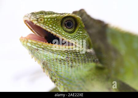 Bronchocela jubata, die gemeinhin als die Maned Wald Echse genannt, ist eine Pflanzenart aus der Gattung der Drachen Echse hauptsächlich in Indonesien gefunden isoliert auf weißem Hintergrund Stockfoto