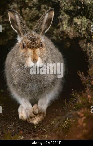 Berg Hase Lepus timidus, Findhorn Valley, November, Stockfoto