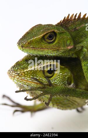 Bronchocela jubata, die gemeinhin als die Maned Wald Echse genannt, ist eine Pflanzenart aus der Gattung der Drachen Echse hauptsächlich in Indonesien gefunden isoliert auf weißem Hintergrund Stockfoto