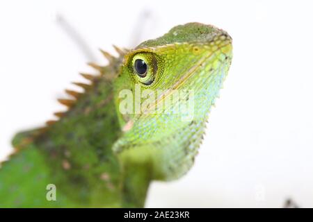 Bronchocela jubata, die gemeinhin als die Maned Wald Echse genannt, ist eine Pflanzenart aus der Gattung der Drachen Echse hauptsächlich in Indonesien gefunden isoliert auf weißem Hintergrund Stockfoto