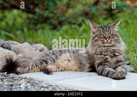 Eine Norwegische Waldkatze männlichen ruht auf einem Bürgersteig in Garten. Sommer Stimmung. Stockfoto