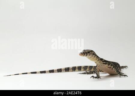 Varanus Salvator, die gemeinhin als asiatische Wasser Monitor isoliert auf weißem Hintergrund Stockfoto