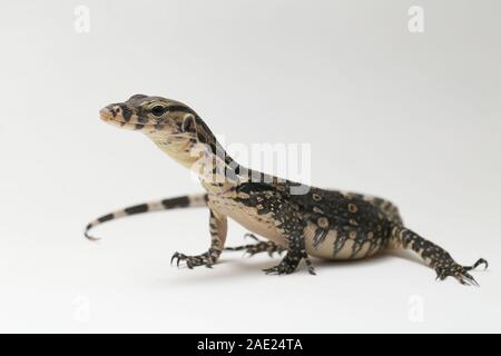 Varanus Salvator, die gemeinhin als asiatische Wasser Monitor isoliert auf weißem Hintergrund Stockfoto