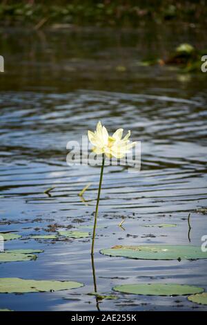 Amerikanische Lotus Blumen am Lake Tohopekaliga central florida usa Stockfoto