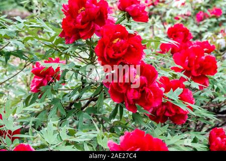 Schöne Gartenblumen Stockfoto