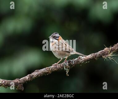 Rufous Collared Sparrow: Zonotriochia capensis. Costa Rica. Stockfoto