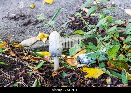 Ein fliegenpilz gemeinhin als shaggy inkcap, Richter Perücke, Rechtsanwälte Perücke (Coprinus comatus) wächst in der detrius Neben einem Bordstein mit einem weggeworfenen können n Stockfoto