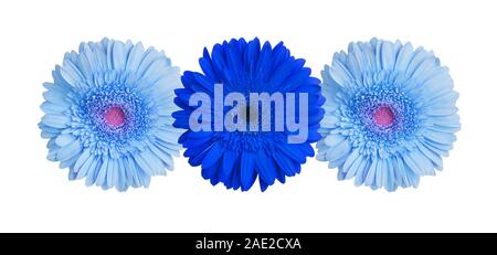 Drei Hellblau und Dunkelblau Gerbera Blumen auf weißem Hintergrund, Gerber Blumenmuster, dekorative Florale, Gänseblümchen Dekor Stockfoto