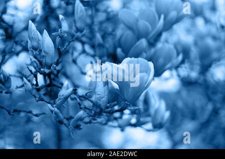 Magnolia in der Blüte. Blühende Pink Magnolia Branch. Florale verschwommenen Hintergrund. Trendfarbe des Jahres 2020. Stockfoto