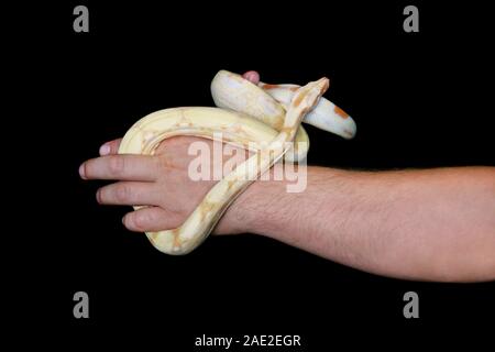 Junge und männliche Hand mit Schlange. Mann hält Boa constrictor albino Schlange in der Hand. Exotischen tropischen kaltblütige Reptilien von Tier, Zoo. Boa Constrictor. Stockfoto