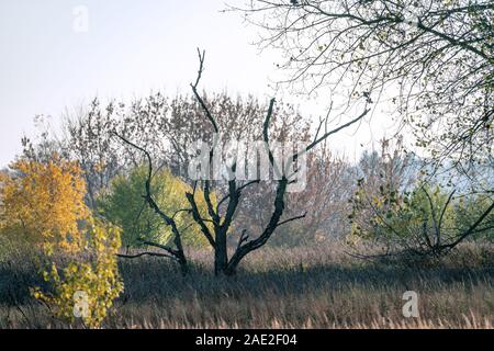 Surreale Herbst Landschaft mit einem toten Baum im Fokus und farbige Bäume im Hintergrund Stockfoto