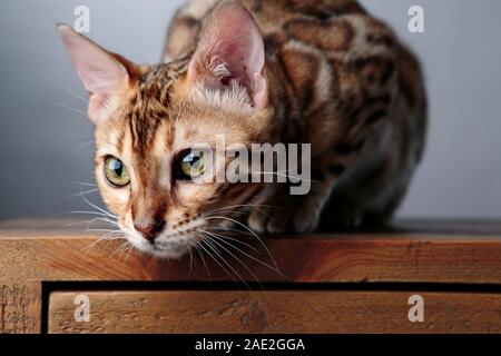 Junge Bengal Cat Studio Portrait auf Schreibtisch Stockfoto