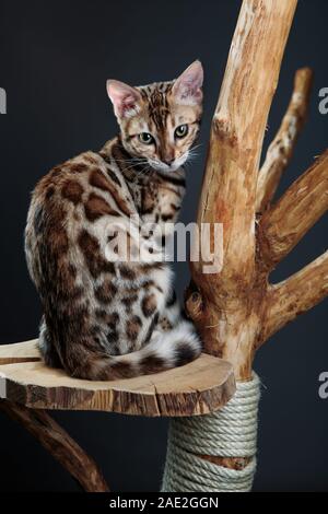 Junge Bengal Cat Studio Portrait sitzen auf Cat Tree Stockfoto