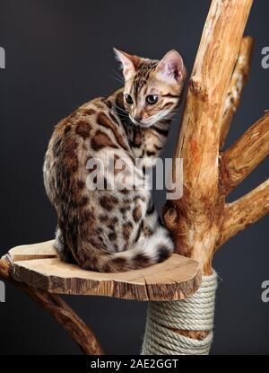 Junge Bengal Cat Studio Portrait sitzen auf Cat Tree Stockfoto