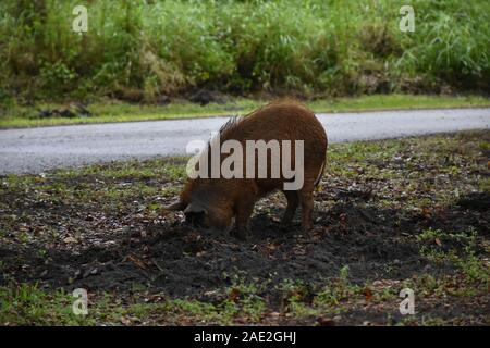 Diese Tierfotos wurden im Circle B Bar Reserve in der Nähe von Winter Haven, Florida, aufgenommen. Sie zeigen, dass Feral Hogs nach Essen schauen und umherstreifen. Stockfoto