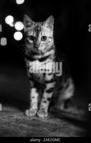 Junge Bengal Cat Studio Portrait Stockfoto