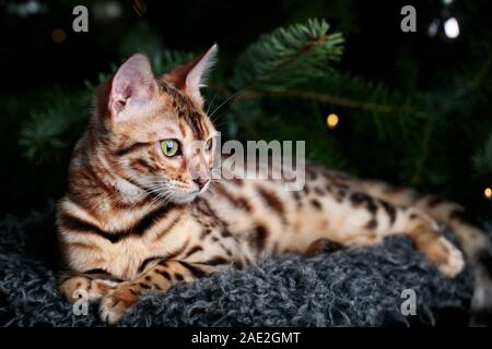 Junge Bengal Cat Studio Portrait mit Weihnachtsschmuck Stockfoto