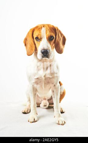 Beagle Hund, saßen und in Richtung Kamera vor weißem Hintergrund Stockfoto