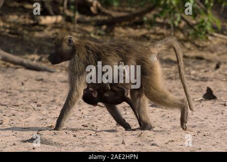 Pavian Mutter mit Jungtier am Ufer des Chobe River in Botsuana Stockfoto