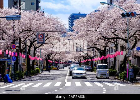 Frühling mit den Kirschblüten im Nakano, Tokio Stockfoto