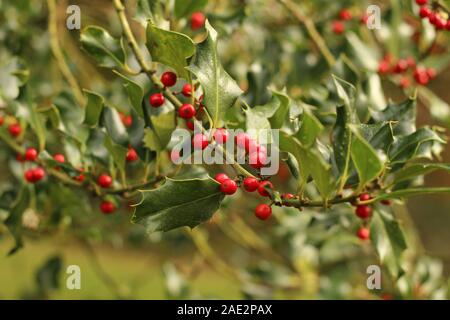 Ilex Aquifolium. Weihnachten Holly Zweig mit roten Beeren auf Stockfoto
