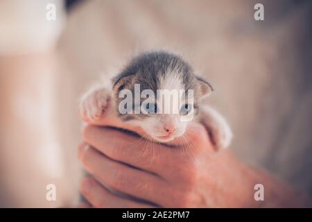 Sehr kleine Gestreifte im Menschen Hände Kätzchen. Stockfoto