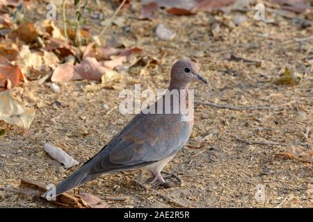 Lachende taube Spilopelia senegalensis Eine kleine Taube Fütterung auf dem Boden Maun Botswana Afrika Stockfoto