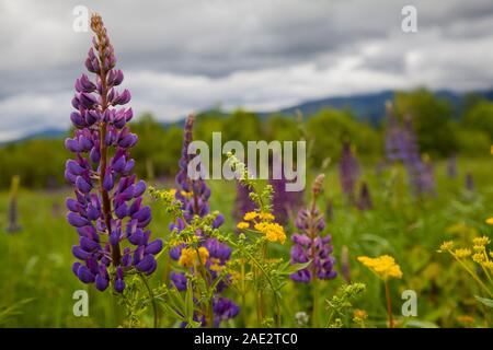 Lila Lupinen und gelbe Blumen in ein grünes Feld unter einem dramatischen bewölkten Himmel. Stockfoto