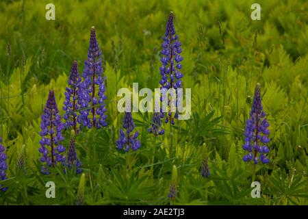 Ein paar schöne lila Lupinen in einem Feld in New Hampshire. Stockfoto