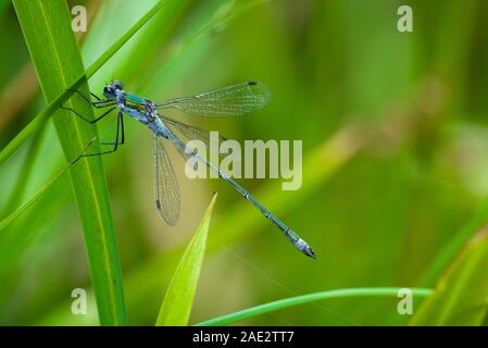 Smaragd Damselfly (Lestes sponsa), männlich auf einem Schilf in Priddy Mineries in der Mendip Hills National Landscape, Somerset. Stockfoto