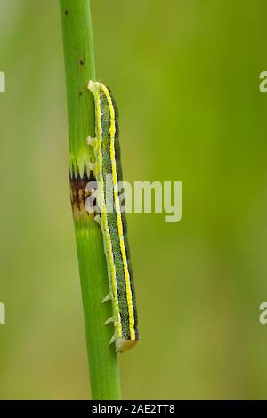 Besenmotte (Melanchra pisi oder Ceramica pisi) raupe auf einem Schilf bei Priddy Mineries in der Mendip Hills National Landscape, Somerset. Stockfoto