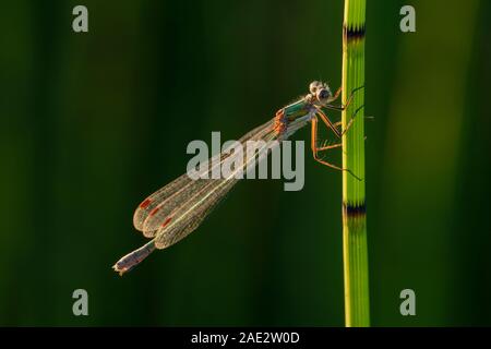 Smaragd Damselfly (Lestes sponsa), Weibchen auf einem Schilf in Priddy Mineries in der Mendip Hills National Landscape, Somerset. Stockfoto