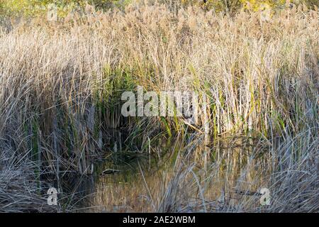 Natur in der Herbstsaison: Ein kleiner Körper von Stillwasser umgeben von hohen Schilf, die in der Verbreitung wachsen. Stockfoto