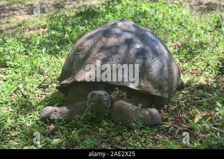 Galapagos Riesenschildkröte (Chelonoidis nigra), El Chato Reservat, Galapagos, Ecuador Stockfoto