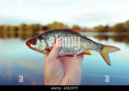 Mann hält roach Fisch, Fluss in unscharfen Hintergrund, getönten Bild, Korn hinzugefügt Stockfoto