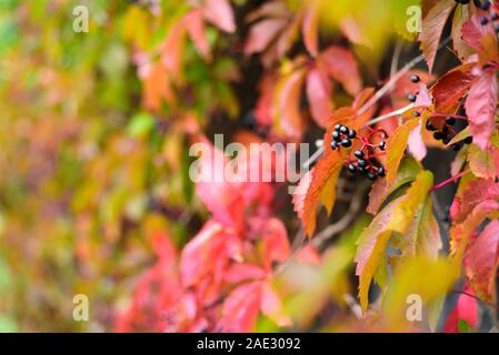 Wild wachsenden Trauben im Herbst. Bunte Blätter. Selektiver Fokus Stockfoto