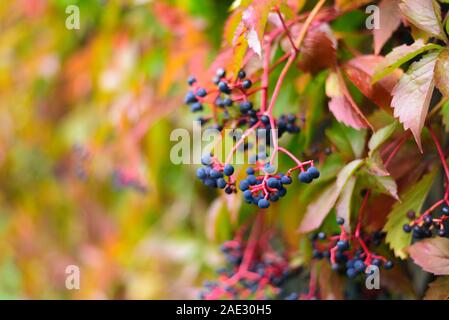 Wild wachsenden Trauben im Herbst. Bunte Blätter. Selektiver Fokus Stockfoto