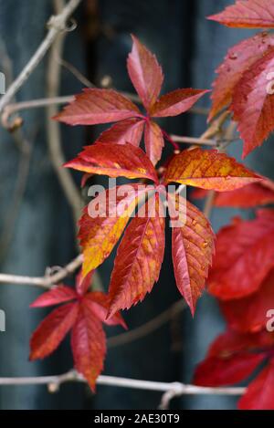 Wilden Trauben auf alten Zaun im Herbst Stockfoto