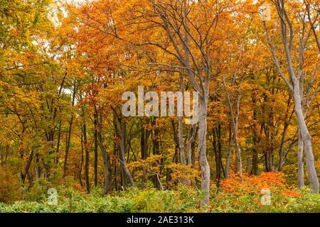 Schönen Wald von buntes Laub im Herbst Jahreszeit am Straßenrand in Towada Hachimantai Nationalpark, Akita Präfektur, Japan. Stockfoto