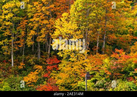 Buntes Laub im Herbst im Wald an towada Hachimantai Nationalpark, Akita Präfektur, Japan Stockfoto