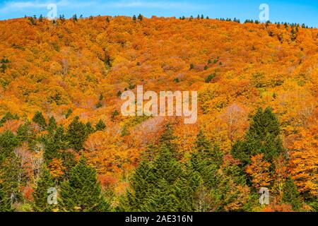 Buntes Laub im Herbst auf der Hakkoda Berg in Towada Hachimantai Nationalpark, Akita Präfektur, Japan. Stockfoto