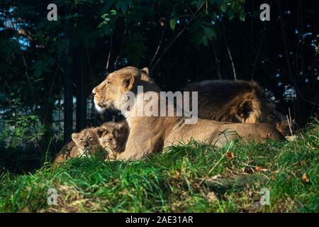 Asiatische Löwin (Panthera leo leo) und neue Jungen mit männlichen Löwen im Hintergrund in Gehege in Edinburgh Zoo, Schottland, Großbritannien Stockfoto