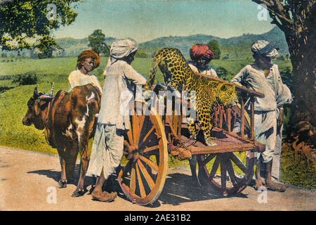 11 Mär 2011 Vintage Hand getönte Foto A Jagd Cheetah verwendet für die Jagd in Indien Stockfoto