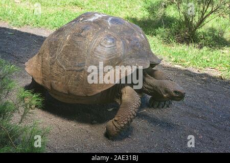 Galapagos Riesenschildkröte (Chelonoidis nigra), El Chato Reservat, Galapagos, Ecuador Stockfoto